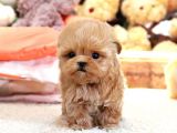 Sevimli Toy Poodle Bebeklerimiz