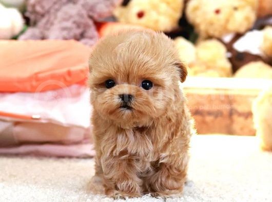 Sevimli Toy Poodle Bebeklerimiz görsel