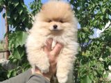 Sevimli Pomeranian spitz erkek yavrumuz