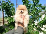 Sevimli Pomeranian Spitz Erkek Yavrumuz