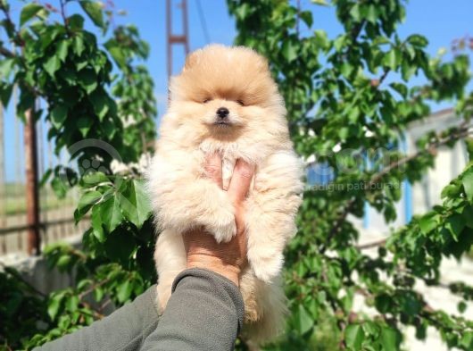 Sevimli Pomeranian Spitz Erkek Yavrumuz görsel