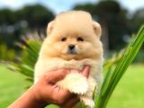 Mi̇ni̇ Boy Di̇şi̇ Pomerani̇an Boo
