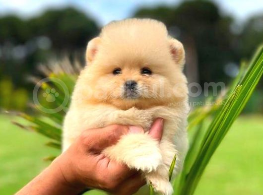 Mi̇ni̇ Boy Di̇şi̇ Pomerani̇an Boo görsel