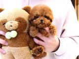 Kore Gen Hattına Sahip Mükemmel Ötesi Toy Poodle Yavrumuz