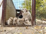 Chow Chow Bebekler