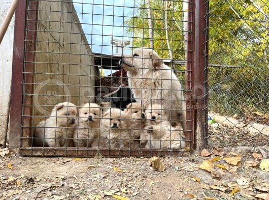 Chow Chow Bebekler görsel