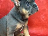 Türkiye de Efsane Olacak French Bulldog Blue Tan Erkek Yavrumuz