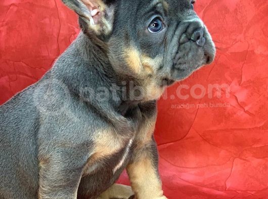 Türkiye De Efsane Olacak French Bulldog Blue Tan Erkek Yavrumuz