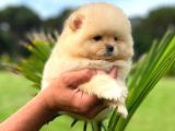 Mi̇ni̇ Boy Di̇şi̇ Pomerani̇an Boo