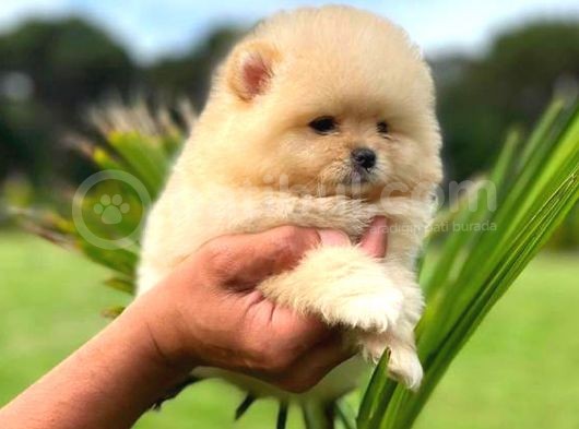 Mi̇ni̇ Boy Di̇şi̇ Pomerani̇an Boo görsel
