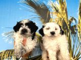 Morkie Bebekler