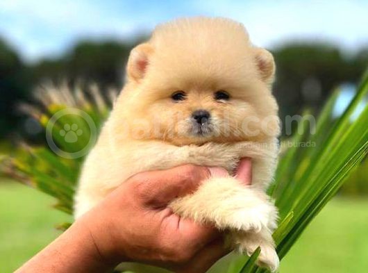 Mi̇ni̇ Boy Di̇şi̇ Pomerani̇an Boo görsel