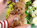 Sevimli Toy Poodle Bebeklerimiz