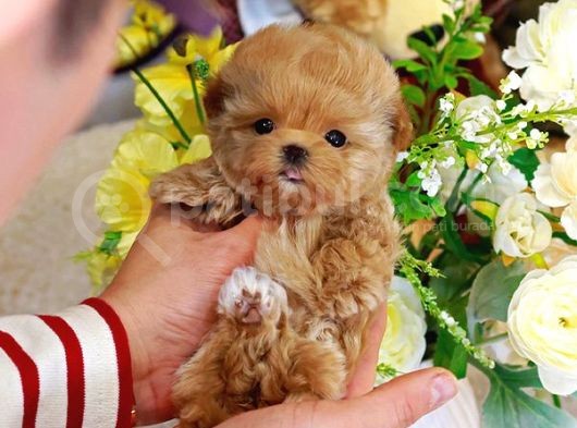 Sevimli Toy Poodle Bebeklerimiz görsel