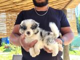 Zeka Küpü Border Collie Yavrularımız