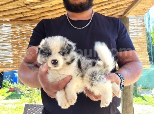 Zeka Küpü Border Collie Yavrularımız görsel