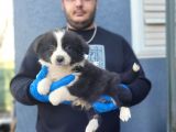 Secereli Border Collie Yavrularımız