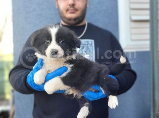 Secereli Border Collie Yavrularımız görsel