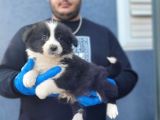 Secereli Border Collie Yavrularımız