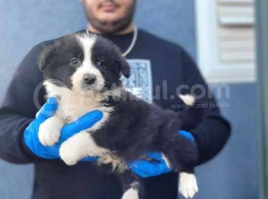 Secereli Border Collie Yavrularımız görsel