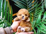 KORE KANI A KALİTE TOY POODLE YAVRULARIM
