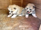 Akita Yavruları