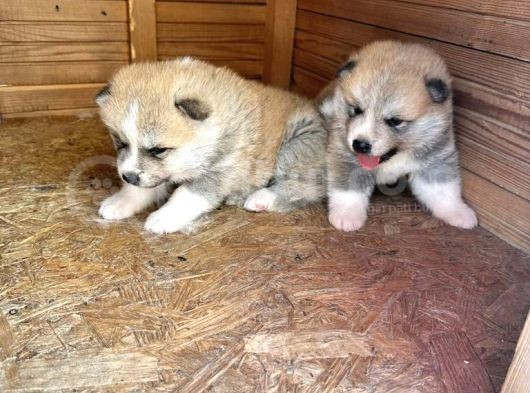 Akita Yavruları