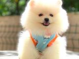 GÜLEN YÜZ DİŞİ POMERANİAN BOO