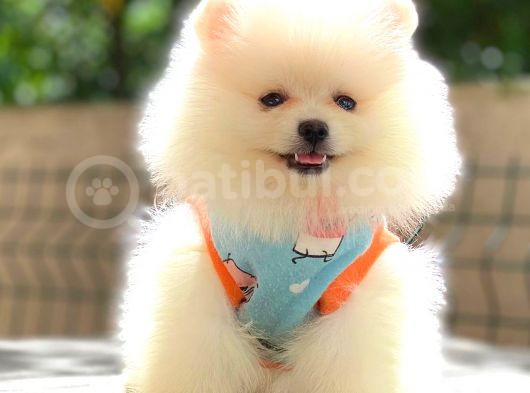 Gülen Yüz Di̇şi̇ Pomerani̇an Boo