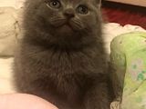 Safkan Scottish Fold Scottish Straight British