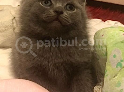 Safkan Scottish Fold Scottish Straight British görsel