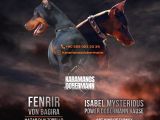 Şampiyon kan hattına sahip özel renk yavrular