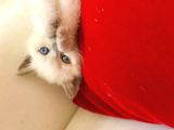 Safkan Scottish Fold Scottish Straight British