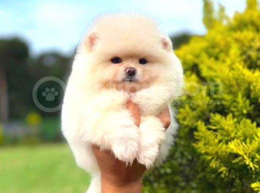 Karbeyaz Di̇şi̇ Pomerani̇an Boo görsel