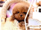 Kore Gen Hattına Sahip Mükemmel Ötesi Toy Poodle Yavrumuz