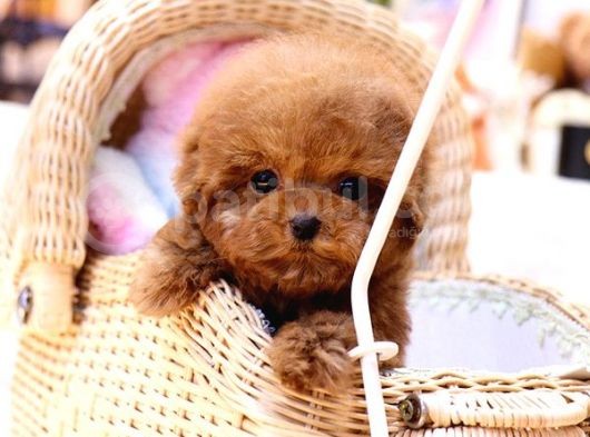 Kore Gen Hattına Sahip Mükemmel Ötesi Toy Poodle Yavrumuz görsel