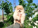 Sevimli Pomeranian Spitz Erkek Yavrumuz