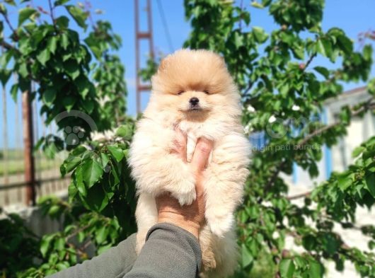 Sevimli Pomeranian Spitz Erkek Yavrumuz görsel