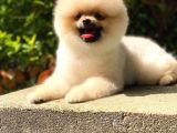 6 aylık pomeranian oğlum Thor