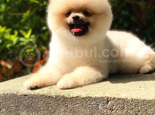6 Aylık Pomeranian Oğlum Thor