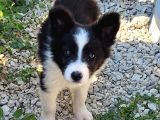 Border Collie Yavrularımız