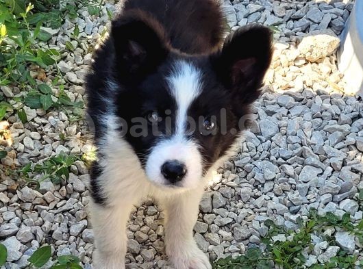 Border Collie Yavrularımız görsel