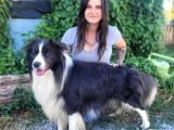 Zeki Border Collie Yavrularımız