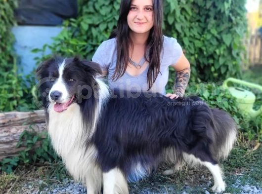 Zeki Border Collie Yavrularımız görsel