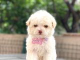Orijinal Maltipoo Bebeklerim