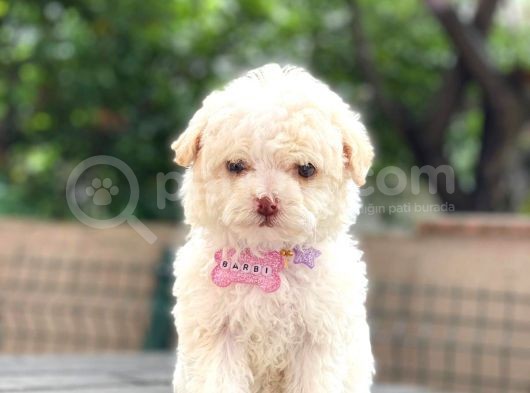 Orijinal Maltipoo Bebeklerim görsel