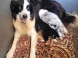 Border Collie Yavrularımız