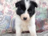 Border collie yavrularımız