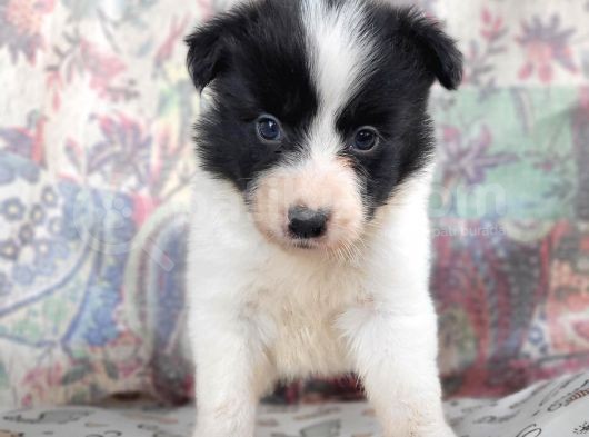 Border Collie Yavrularımız