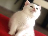 Safkan Scottish Fold Scottish Straight British